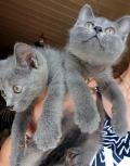 Chatons chartreux