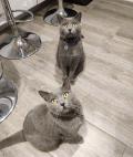 Chatons chartreux