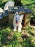 Chiots Bergers Blanc Suisse LOF à à Réserver
