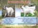 Chiots Bergers Blanc Suisse LOF à Naitre en juillet 2025
