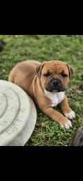 Chiot Staffie LOF