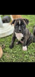 Chiot Staffie LOF