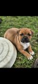 Chiot Staffie LOF