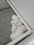 Chiot Coton de Tulear