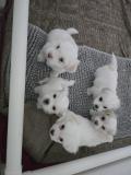 Chiot Coton de Tulear