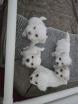 Chiot Coton de Tulear