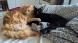 2 magnifique chats 