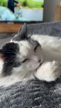 Luna - A donner - Chatte très affectueuse