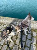 Éducation canine gratuite 