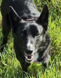 Éducation canine gratuite 