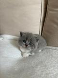 Magnifique chatons British à vendre 