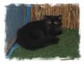 Chaton Persan et Exotic Shorthair