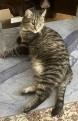 Chat sympa cherche une famille...