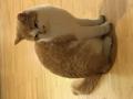 Chat femelle 9 ans