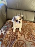Chiot croisé chihuahua