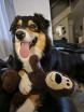 Berger Australien de 3 ans