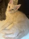 Vente chatons maine coon loof