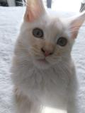Vente chatons maine coon loof