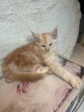 Vente chatons maine coon loof