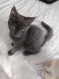Vente chatons maine coon loof