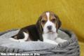 Chiot Beagle LOF