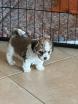Chiots Bolonka