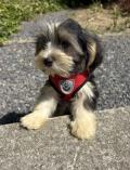 Chiot de race Yorkshire Biewer