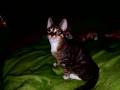  chatons
