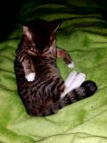  chatons