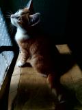  chatons
