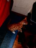  place en relais chatons