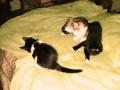  place en relais chatons