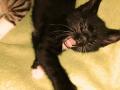  place en relais chatons