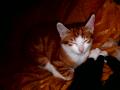  chatons