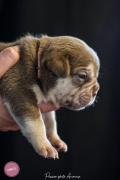Chiot american bully xl