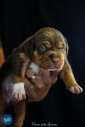 Chiot american bully xl