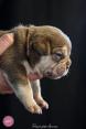 Chiot american bully xl