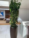 Plantes vertes