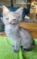 Adorable petite angora avec pédigrée