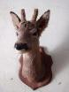 Tête de Chevreuil Naturalisé