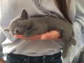 Chatons bleus russes 