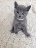 Chatons bleus russes 