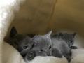 Chatons bleus russes 
