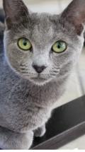 Chatons bleus russes 
