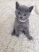 Chatons bleus russes 