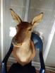 Tête de Biche Naturalisé