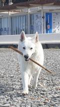 À réserver chiots Berger Blanc Suisse