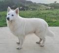 À réserver chiots Berger Blanc Suisse