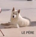 À réserver chiots Berger Blanc Suisse