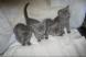 A DONNER: Chatons Pure Race chatons Bleus Russes à Donner